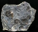 Marston Magna Ammonite Cluster #30764-1